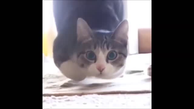 Funny Cats Fails Compilation BEST