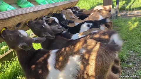 Happy Tails Baby Goats