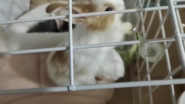 Bunny trying to escape from prison