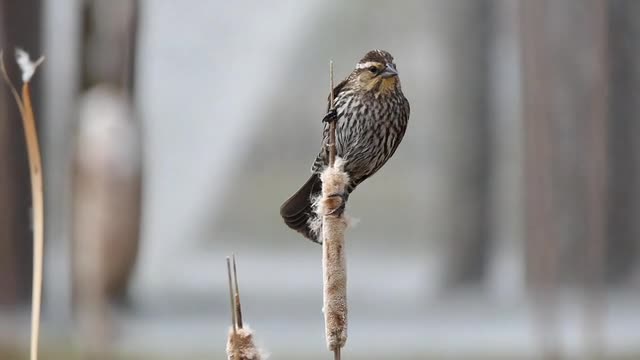 Pássaro Pena Marsh Poleiro Brown Winnipeg