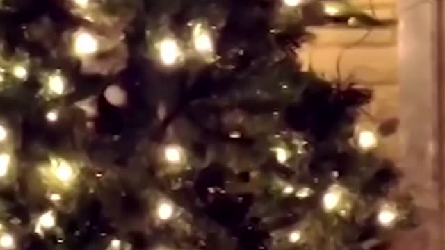 ■ FUNNY VIDEO ||CAT ATTACK CHRISTMAS TREE....! PART 3 ||FIGHT CAT VS CHRISTMAS TREE