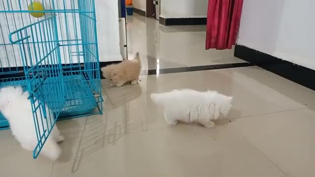 persian_cat_playing