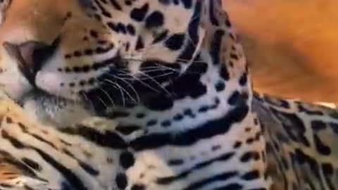 Wild animals nose boop