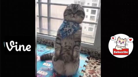 Funny animal