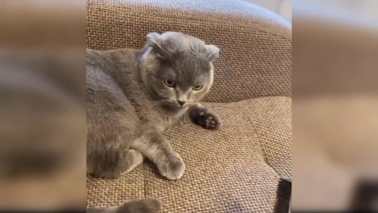 Funny cat 😺🤣