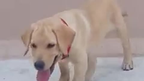 Trying to train Jiggu