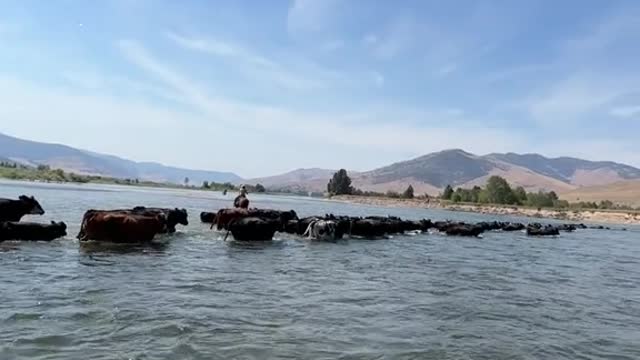 pushing our herd across the flathead river