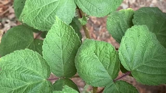 Is this POISON IVY or just a weed?