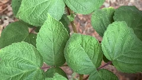 Is this POISON IVY or just a weed?