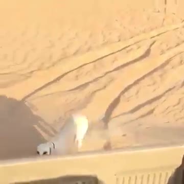 Arabian dogs Hunting deer in desert