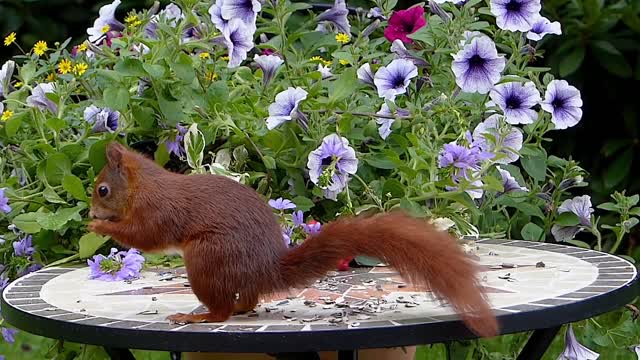 Animal play with flowers