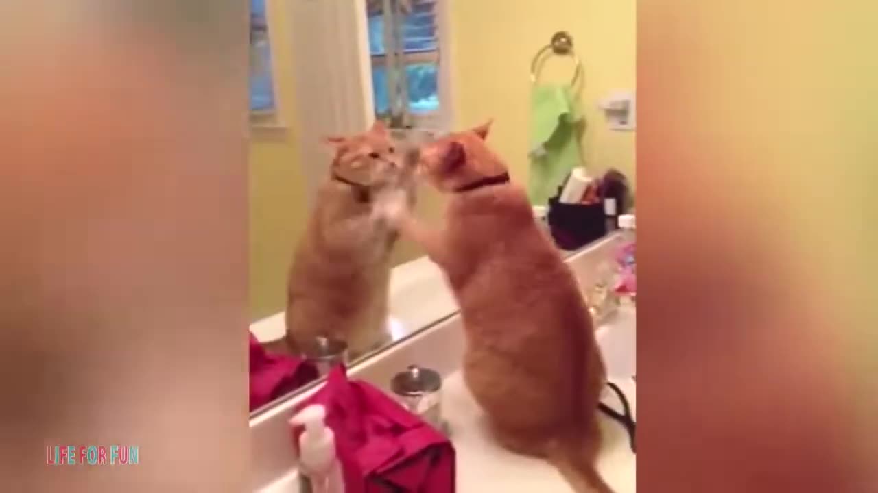 💥Funny videos about cats😅🤣🤣🤣