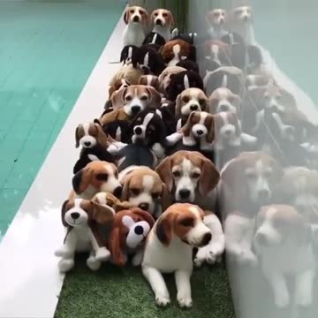 How many real dog do you see?