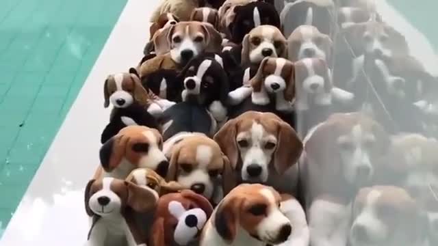 How many real dog do you see?