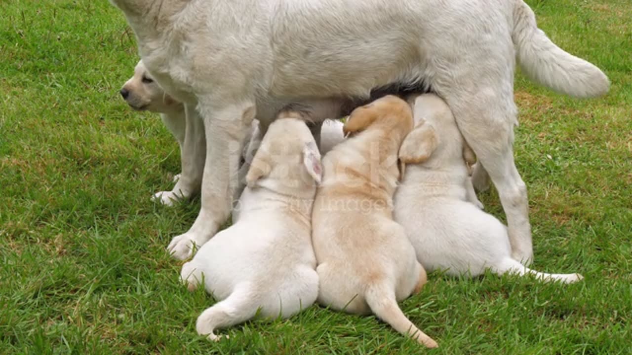 Cute little puppies drinking their mother's milk