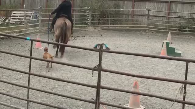 Athena learns to walk with the horses