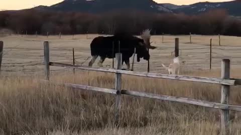 Doggy and Moose Meet at Fence