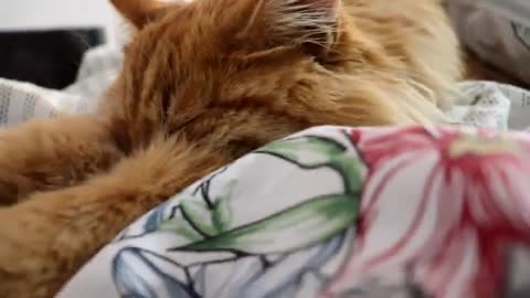 Siberian cat with bath or How to wash a cat and stay alive