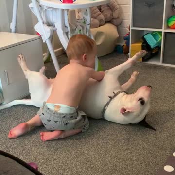 Extremely gentle dog bonds with his human best friend