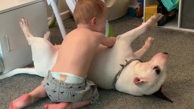 Extremely gentle dog bonds with his human best friend