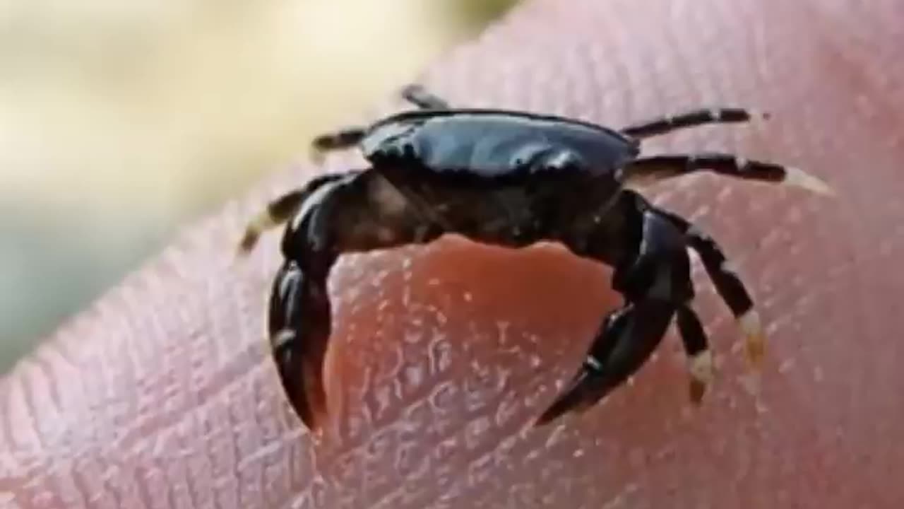 Crabs very greatly improved Size
