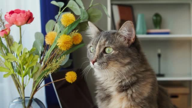 Cat sitting on table with flowers in living room