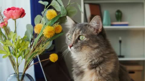 Cat sitting on table with flowers in living room