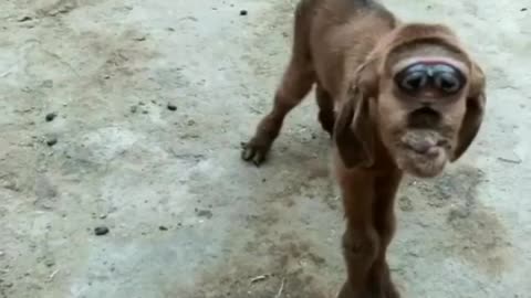 A little goat born with a monkey in his face.