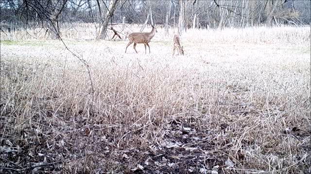 Fred Zeppelin 2022, First Sign Of Nubs. Doe's Starting To Show.