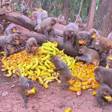 Smiles Unleashed: Ridiculously Funny Animal Antics!