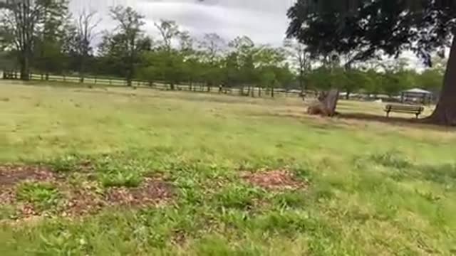 German Shepherd Attacks Pitbull [OFF LEASH DOG PARK