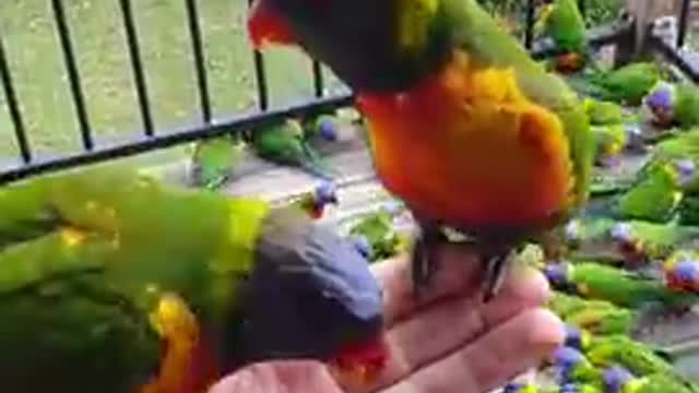 Lorikeet Mayhem 🤪🦜🦜🦜🦜🦜🦜🦜 Cockatoo Madness