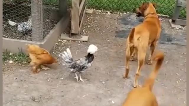 Hungry rooster