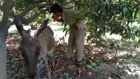 Man with his donkey |OMG 2023