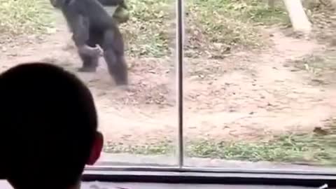 Funny Animals #shorts