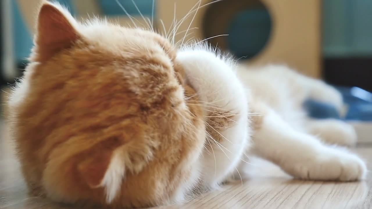 Persian tabby kitten cleaning it self