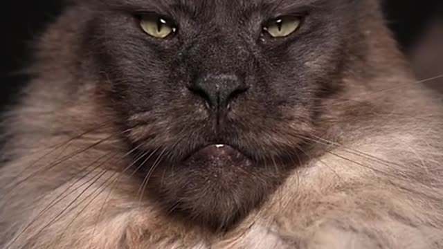 Motivation From a cat