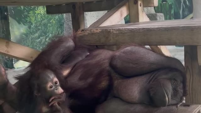 orangutans