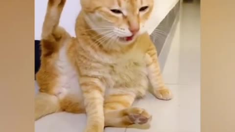 Cat and dog funny video