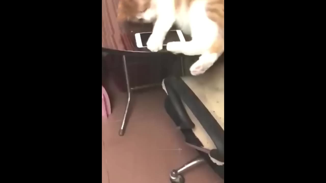 Funny 🤣😂 video 😺🐈 Cat's and Dogs 🐕😂🐶 part 5... 2023