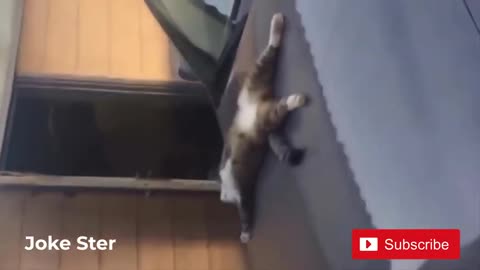 Hilarious pets with cool attitudes Joke Ster