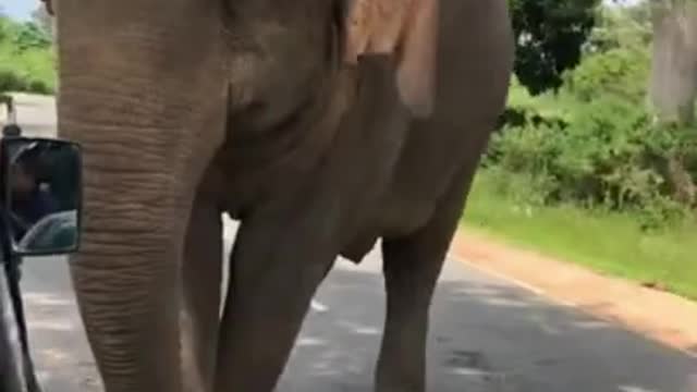 Wild elephant attack