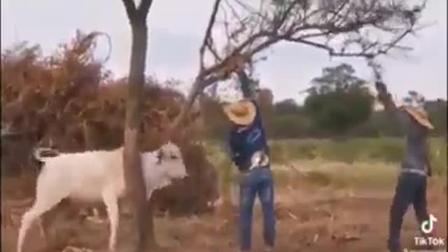 Always you can't get positive reaction#badday#funnyanimal