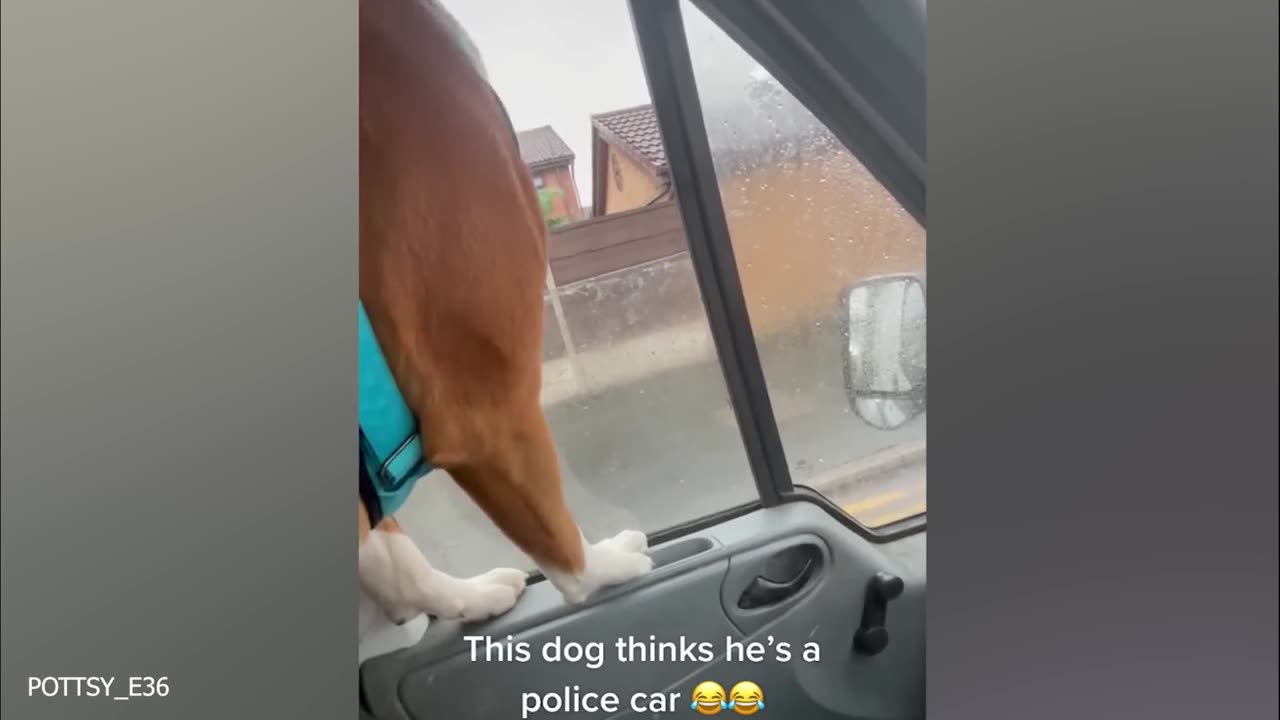 I dare you not to laugh at these FUNNY DOGS 🤣