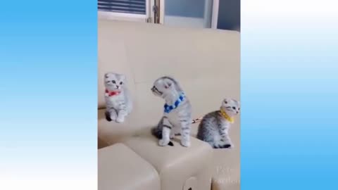 Little kitten are looking amazing gone viral