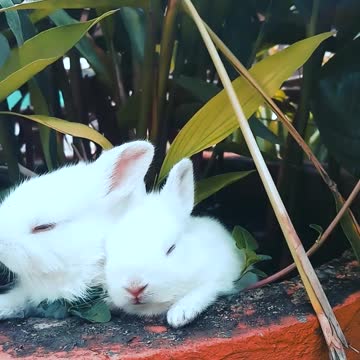 Rabbits resting