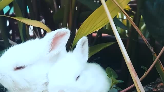 Rabbits resting