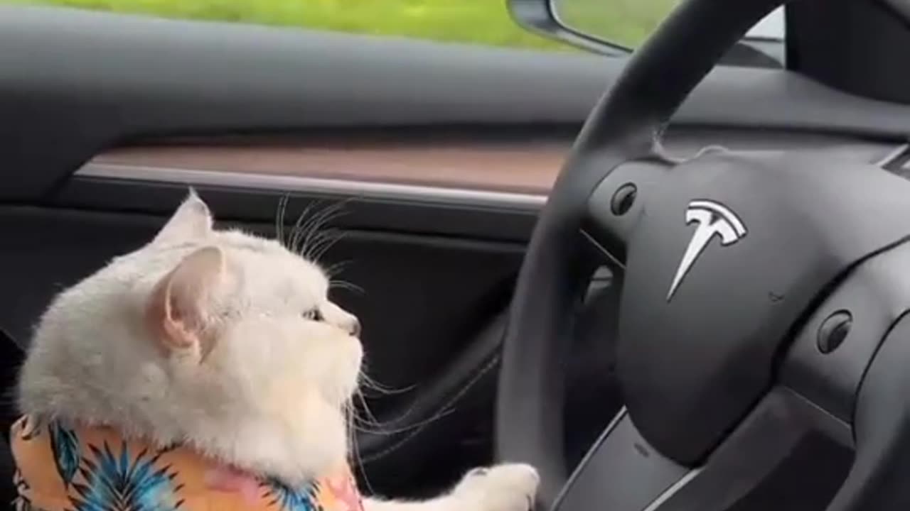 Cute cat drive