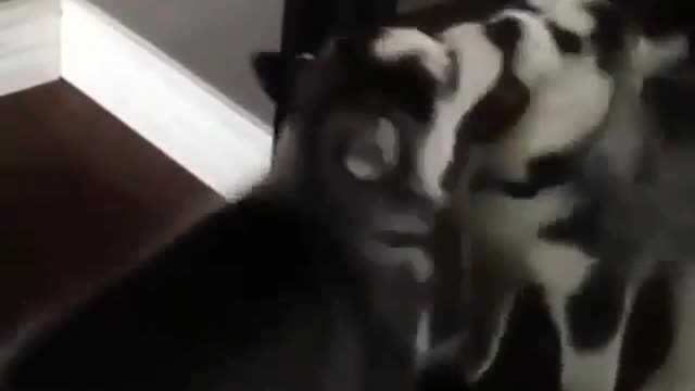 why did you learn my moves
