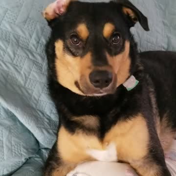 Smart puppy loves to give handshakes and high fives to his mama